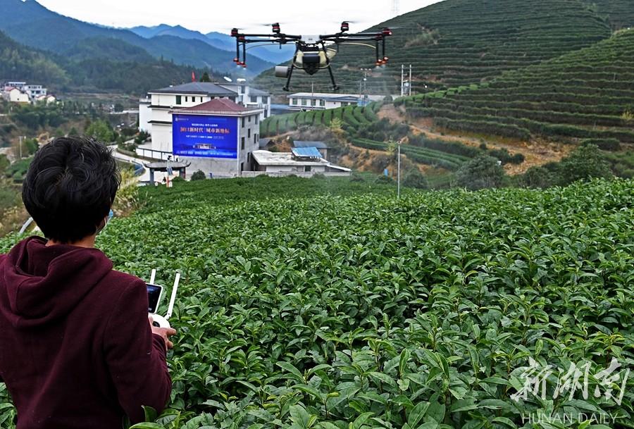 茶农的新翅膀 农用无人机如何重塑高山茶园